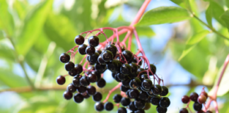 Ein Holunderzweig mit reifen, granatroten Beeren und cremeweißen Blüten. Die Beeren leuchten in der Sonne und versprechen einen Hauch von Gesundheit und Vitalität. Die zarten Blütenblätter setzen einen Kontrast zu den kräftigen Beeren und verleihen dem Holunderzweig eine natürliche Schönheit. Ein Symbol für Gesundheit und Wohlbefinden in der Natur.